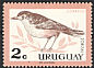 Rufous-bellied Thrush Turdus rufiventris  1963 Birds 