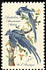 Black-throated Magpie-Jay Calocitta colliei  1963 Audubon 