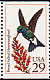 Broad-billed Hummingbird Cynanthus latirostris  1992 Hummingbirds 