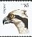 Osprey Pandion haliaetus  2012 Birds of prey sa