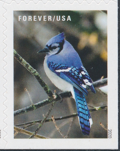 Blue Jay Bird Rubber Stamp Save 25%