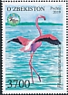 Greater Flamingo Phoenicopterus roseus  2019 Protected fauna 