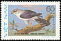 White-rumped Falcon Neohierax insignis  1982 Birds of prey 