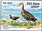 Watercock Gallicrex cinerea  2022 Coastal birds 