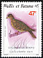 Tongan Ground Dove Pampusana stairi  1987 Birds 