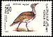 Macqueen's Bustard Chlamydotis macqueenii  1988 Birds 