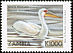 Great White Pelican Pelecanus onocrotalus  1999 Definitives 