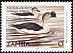 Knob-billed Duck Sarkidiornis melanotos  2001 Definitives 
