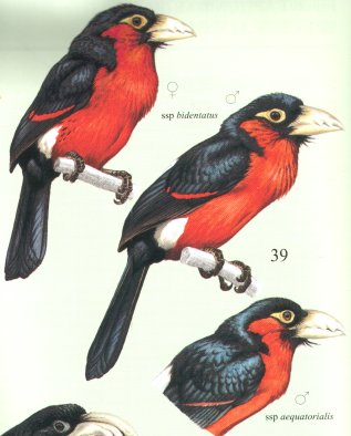 Double-toothed Barbet