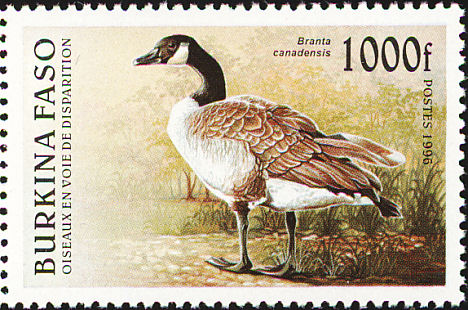 Canada goose discount stamp