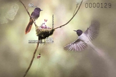 Blyth's Paradise Flycatcher Terpsiphone affinis Blyth's Paradise Flycatcher Terpsiphone affinis