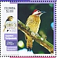 Spot-breasted Woodpecker Colaptes punctigula  2024 Risaralda 2023 Sheet