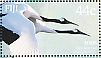 Red-crowned Crane Grus japonensis