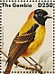 Village Weaver Ploceus cucullatus