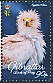 Egyptian Vulture Neophron percnopterus