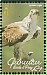 Bonelli's Eagle Aquila fasciata