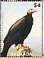 Greater Yellow-headed Vulture Cathartes melambrotus