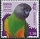 Senegal Parrot Poicephalus senegalus