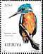 Common Kingfisher Alcedo atthis Common Kingfisher Alcedo atthis