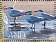 Royal Tern Thalasseus maximus