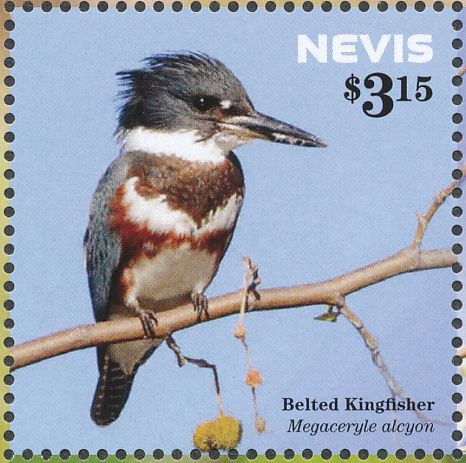Immature And Adult Male Belted Kingfisher Images - Mia McPherson's