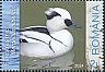 Smew Mergellus albellus