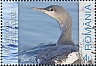 Red-throated Loon Gavia stellata