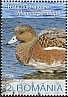 Eurasian Wigeon Mareca penelope