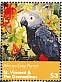 Grey Parrot Psittacus erithacus